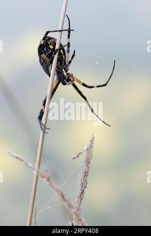 Yellow Garden spider (Argiope aurantia) at the Heron Bend Conservation Area in Montrose, Iowa Stock Photo
