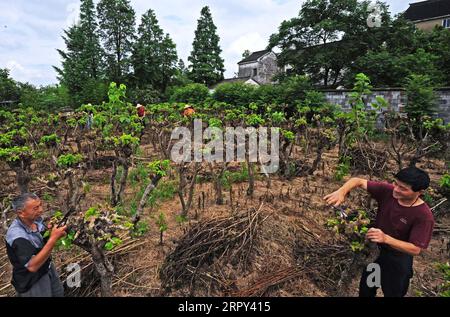 200613 -- HUZHOU, June 13, 2020 -- Wang Yishi R, front cuts mulberry tree branches with villagers in Jili Village, Huzhou City, east China s Zhejiang Province, June 11, 2020. Jili silk, produced in Jili Village of Huzhou, is famous for its high quality. It was designated as the material to make ropes for Chinese emperors since the middle of the Ming Dynasty 1368-1644. In 2011, the making technique of the silk was listed as one of the national intangible cultural heritages. It is known worldwide since 1851 when Jili silk won the first gold prize for China during the World Expo. Wang Yishi, 63 y Stock Photo