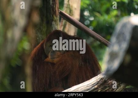 Endangered bornean orangutan in the rocky habitat. Pongo pygmaeus. Wild animal behind the bars. Beautiful and cute creature. Orangutan looking sad bec Stock Photo