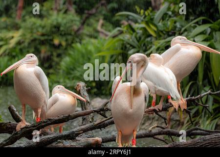 The family of Great white pelicans sitting on the tree on a rainy day with one pelican cleaning its feathers with a mouth opened Stock Photo