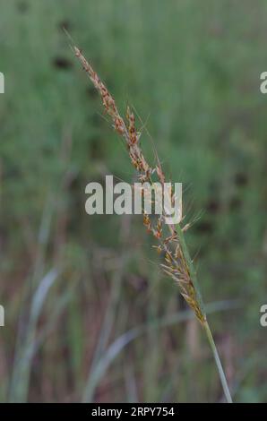 Indiangrass, Sorghastrum nutans Stock Photo