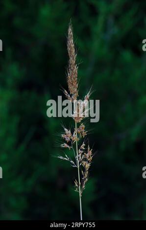 Indiangrass, Sorghastrum nutans Stock Photo