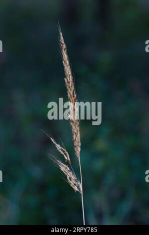 Indiangrass, Sorghastrum nutans Stock Photo