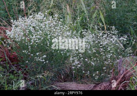 Large Flowered Gaura, Oenothera filiformis Stock Photo