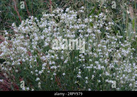 Large Flowered Gaura, Oenothera filiformis Stock Photo