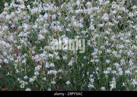 Large Flowered Gaura, Oenothera filiformis Stock Photo