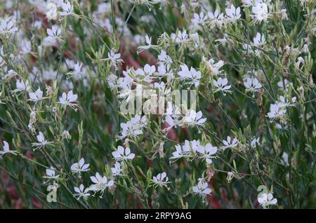 Large Flowered Gaura, Oenothera filiformis Stock Photo