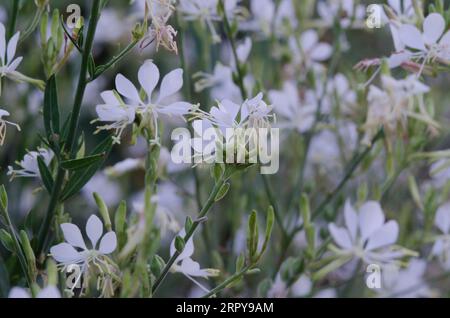 Large Flowered Gaura, Oenothera filiformis Stock Photo