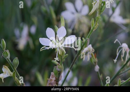 Large Flowered Gaura, Oenothera filiformis Stock Photo