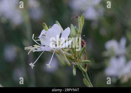 Large Flowered Gaura, Oenothera filiformis Stock Photo