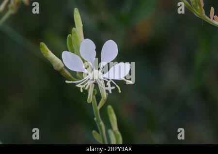 Large Flowered Gaura, Oenothera filiformis Stock Photo