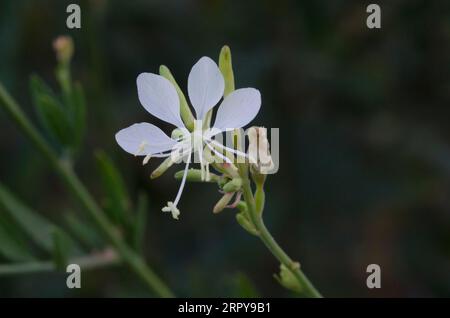 Large Flowered Gaura, Oenothera filiformis Stock Photo