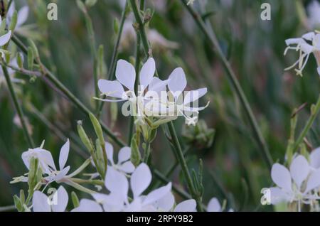 Large Flowered Gaura, Oenothera filiformis Stock Photo