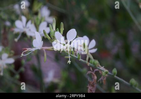 Large Flowered Gaura, Oenothera filiformis Stock Photo