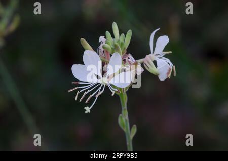 Large Flowered Gaura, Oenothera filiformis Stock Photo