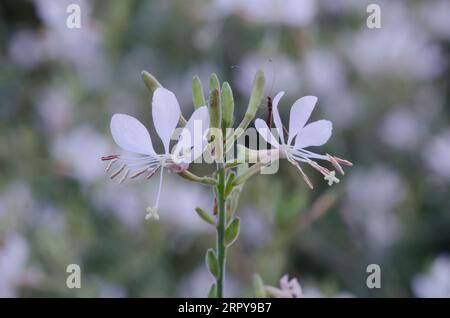 Large Flowered Gaura, Oenothera filiformis Stock Photo