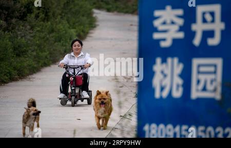 200621 -- ANKANG, June 21, 2020 -- Li Dan patrols in the peach garden in Wenhua Village in Hanbin District of Ankang City, northwest China s Shaanxi Province, June 19, 2020. In 1997, in order to shake off poverty, Li Zengyi, a villager in Wenhua Village of Ankang City, moved his family, including his seven-year-old disabled daughter, to a makeshift house on a mountain to cultivate peaches. Li Wei, the elder son of Li Zengyi, went out to work in south China s Guangdong Province after graduation from middle school to support the family. Li Peng, the younger son, continued his study until he was Stock Photo