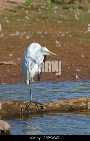 Great Egret, Ardea alba, scratching Stock Photo