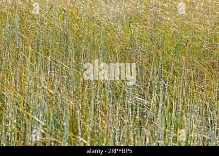 An image of marsh grass in late summer with dew drops backlit by the rising sun in rural Alberta Canada Stock Photo