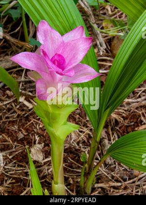 Cape York Lilly Flower, Curcuma australasica, native turmeric, Malanda ...