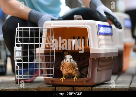200702 -- BEIJING, July 2, 2020 -- A kestrel is seen at a birds releasing event at the Siberian Tiger Park in Changchun, northeast China s Jilin Province, July 1, 2020.  XINHUA PHOTOS OF THE DAY LinxHong PUBLICATIONxNOTxINxCHN Stock Photo