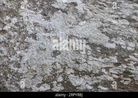 Realistic Tree bark background texture, Seamless texture from tree Stock Photo