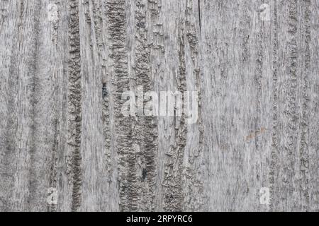 Realistic Tree bark background texture, Seamless texture from tree Stock Photo