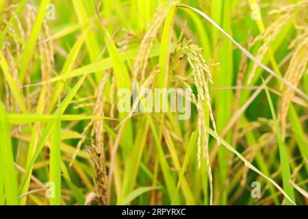 Mature paddy rice field before harvest, Mature paddy rice growing in rice field, Golden paddy rice field Stock Photo