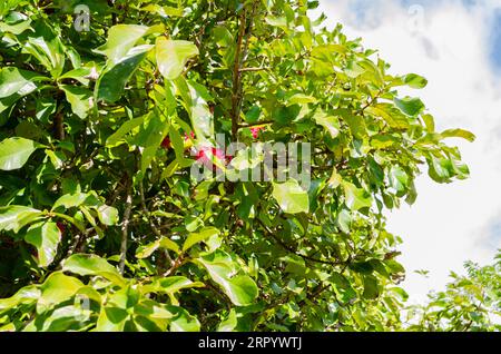 Otaheite Apple Tree Stock Photo