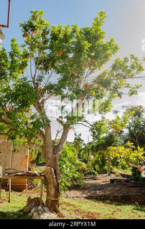 Ackee Tree Stock Photo