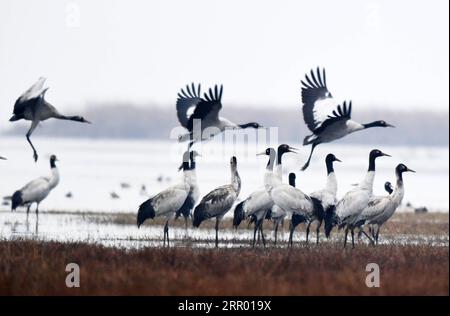 200722 -- WEINING, July 22, 2020 -- File photo taken on Dec.11, 2019 shows a flock of black-necked cranes at the Caohai National Nature Reserve in the Yi, Hui and Miao Autonomous County of Weining, southwest China s Guizhou Province. There was a time when the Caohai National Nature Reserve was threatened by water body recession and pollution, but in recent years its ecological system has greatly improved after a series of control measures were implemented here.  FOCUSCHINA-GUIZHOU-WEINING-NATURE RESERVE-ECOLOGICAL MANAGEMENT CN YangxWenbin PUBLICATIONxNOTxINxCHN Stock Photo