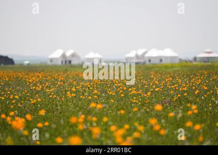 200722 -- ZHENGLAN BANNER, July 22, 2020 -- Photo taken on July 22, 2020 shows globeflowers on the Jinlianchuan Pasture in Zhenglan Banner of Xilingol League, north China s Inner Mongolia Autonomous Region.  CHINA-INNER MONGOLIA-XILINGOL LEAGUE-PASTURE CN LiuxLei PUBLICATIONxNOTxINxCHN Stock Photo