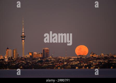 Super blue moon rising over Auckland city at sunset. Skytower and city buildings shining in the setting sun. Stock Photo