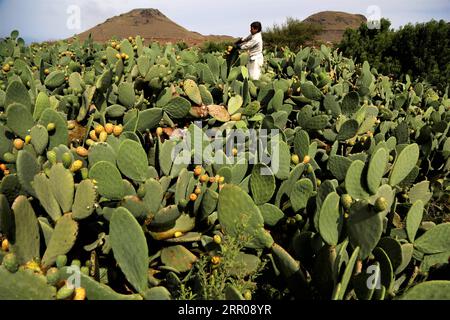 200803 -- SANAA, Aug. 3, 2020 -- A farmer collects prickly pear fruits at a farm on the outskirts of Sanaa, Yemen, July 21, 2020. TO GO WITH Feature: Prickly pear fruit in Yemen provides livelihoods despite war, blockade Photo by /Xinhua YEMEN-SANAA-PRICKLY PEAR FRUIT-HARVEST MohammedxMohammed PUBLICATIONxNOTxINxCHN Stock Photo