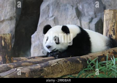 200807 -- SHANGHAI, Aug. 7, 2020 -- Jiajiazai , baby of giant panda Jiajia , rests at the giant panda hall of the Shanghai Wild Animal Park in Shanghai, east China, Aug. 7, 2020. Shanghai Wild Animal Park has recently started a name-collecting campaign for the baby of giant panda Jiajia . The male giant panda cub was born on Oct. 6, 2019 at the park.  CHINA-SHANGHAI-GIANT PANDA CN WangxXiang PUBLICATIONxNOTxINxCHN Stock Photo