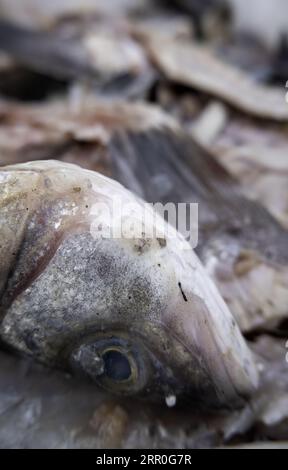 Detail of fish wasted and thrown in the trash, spoiled food Stock Photo