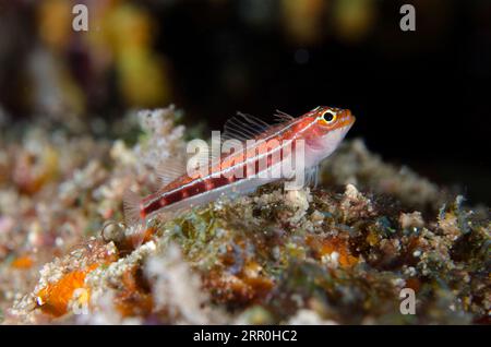 Striped Triplefin, Helcogramma striatum, Elmoost dive site, Weda, Halmahera, North Maluku, Indonesia, Halmahera Sea Stock Photo