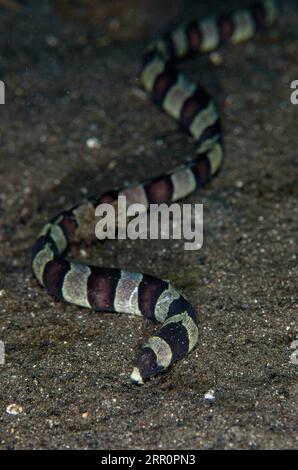 Banded Snake Eel, Myrichthys colubrinus, on sand, Sagea Jetty dive site, Weda, Halmahera, North Maluku, Indonesia, Halmahera Sea Stock Photo