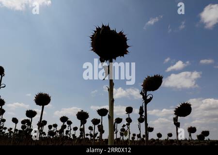 200827 -- EDIRNE TURKEY, Aug. 27, 2020 -- Photo taken on Aug. 26, 2020 shows a sunflower field in the province of Edirne, Turkey. Sedat Kacar, a Turkish farmer who owns two fields in a location near the Turkey-Greece border in Edirne, was saddened by the expected yields loss due to extreme weather this year, at a time when the country has already been hit hard by the raging COVID-19 pandemic. Photo by /Xinhua TO GO WITH Feature: Turkish sunflower farmers saddened by lower yields in harvesting season TURKEY-EDIRNE-SUNFLOWERS-LOWER YIELDS OsmanxOrsal PUBLICATIONxNOTxINxCHN Stock Photo