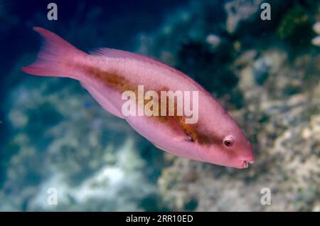 Female Forsten's Parrotfish, Scarus forsteni, Sardine Reef dive site, Dampier Strait, Raja Ampat, West Papua, Indonesia Stock Photo
