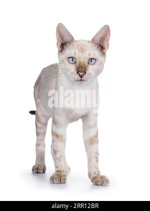 Cute snow Bengal cat kitten, standing facing front. Looking towards camera with pale blue eyes. Isolated on a white background. Stock Photo
