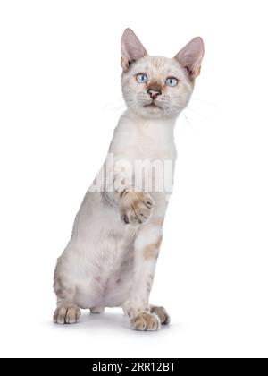 Cute snow Bengal cat kitten, sitting up facing front with one paw playful lifted in air. Looking towards camera with pale blue eyes. Isolated on a whi Stock Photo