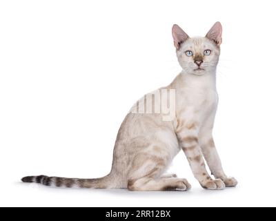 Cute snow Bengal cat kitten, sitting up side ways. Looking towards camera with pale blue eyes. Isolated on a white background. Stock Photo