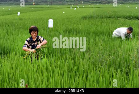 200904 -- HANZHONG, Sept. 4, 2020 -- Villagers work in the paddy field of Zhoujiakan Village in Yangxian County, northwest China s Shaanxi Province, July 31, 2020. On May 23, 1981, the world s last seven wild crested ibises were found in Yangxian County. In order to protect crested Ibis, the local government encourages farmers not to use chemical fertilizers and pesticides in the farmland in the crested Ibis habitats. Yangxian had chosen organic industry as a way to solve the contradiction between protecting ecological environment and crested ibis and developing economy. Taking the organic str Stock Photo