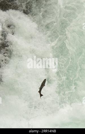 Coho salmon jumping up a waterfall of Stamp River which is a major salmon water at Vancouver Island in Canada. Stock Photo