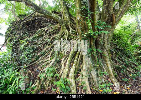 200909 -- HAIKOU, Sept. 9, 2020 -- Photo taken on Sept. 3, 2020 shows roots of a tree in a tropical rainforest in south China s Hainan Province.  CHINA-HAINAN-TROPICAL RAINFOREST-SCENERY CN PuxXiaoxu PUBLICATIONxNOTxINxCHN Stock Photo