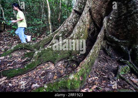 200909 -- HAIKOU, Sept. 9, 2020 -- Photo taken on Sept. 4, 2020 shows roots of a tree in a tropical rainforest in south China s Hainan Province.  CHINA-HAINAN-TROPICAL RAINFOREST-SCENERY CN PuxXiaoxu PUBLICATIONxNOTxINxCHN Stock Photo