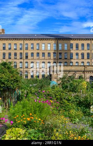 Saltaire allotments, for those living in Saltaire village, built by Titus Salt. His huge factory Salts Mill built in 1852 is in the background. Stock Photo