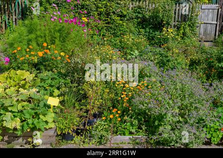 Saltaire allotments, for those living in Saltaire village, built by Titus Salt. His huge factory Salts Mill built in 1852 is in the background. Stock Photo