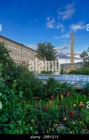 Evening at Saltaire allotments, for those in Saltaire village, built by Titus Salt. His huge factory Salts Mill built in 1852 is in the background. Stock Photo